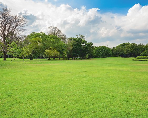 GREEN LAWN LANDSCAPE GARDEN